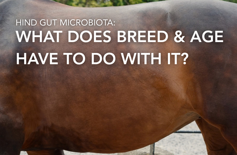 How Breed, Location And Management Affect The Gut Microbiota | Equine Science Matters™